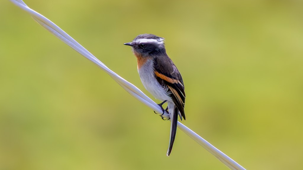 A small bird perched on a white wire, featuring a black and orange plumage with a distinctive white stripe on its head, set against a blurred green background.