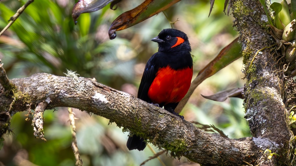 A colorful bird perched on a tree branch, featuring a black head and a vibrant red body.