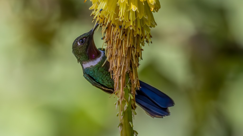 A hummingbird feeding on a yellow flower, showcasing vibrant green feathers and a hint of purple on its throat.