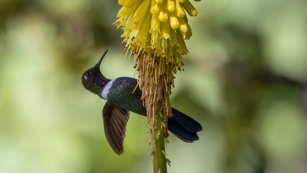 A hummingbird feeding on vibrant yellow flowers, with a blurred green background.