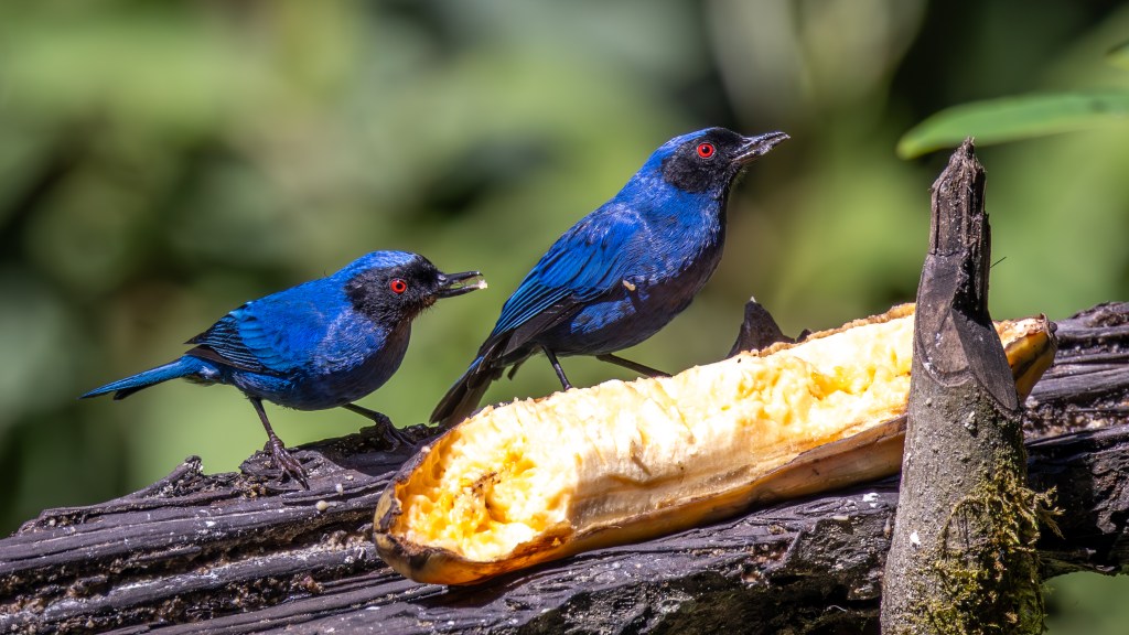 Two vibrant blue birds with red eyes perched on a log with a piece of yellow fruit.