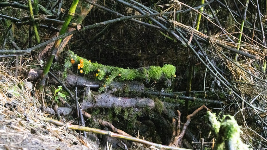 A close-up view of a moss-covered log with small orange mushrooms, surrounded by bamboo and dry foliage in a natural forest environment.