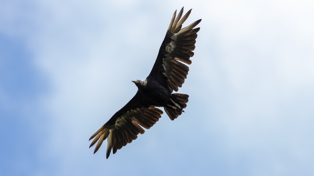 A soaring bird of prey with wide, outstretched wings flying against a blue sky.