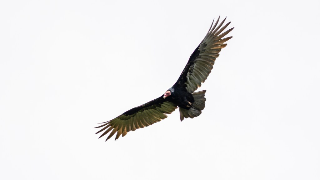 A turkey vulture soaring in the sky with wings fully extended, showcasing its dark plumage against a light background.
