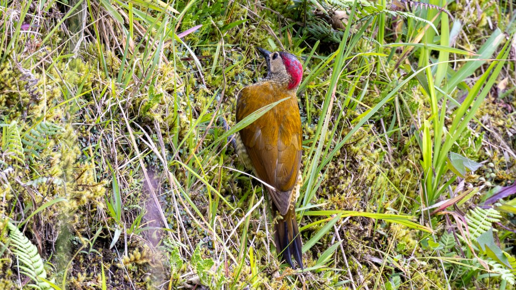 A colorful woodpecker perched on the ground surrounded by green grass and moss.