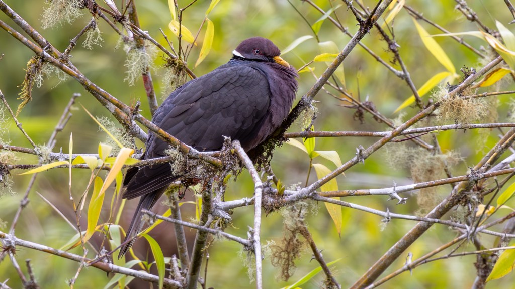 A dark-colored bird perched on a branch with green leaves and moss in the background.