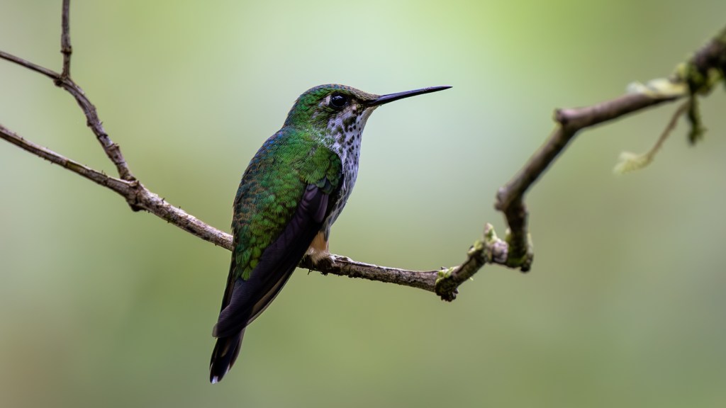 A colorful hummingbird perched on a branch with a blurred green background.