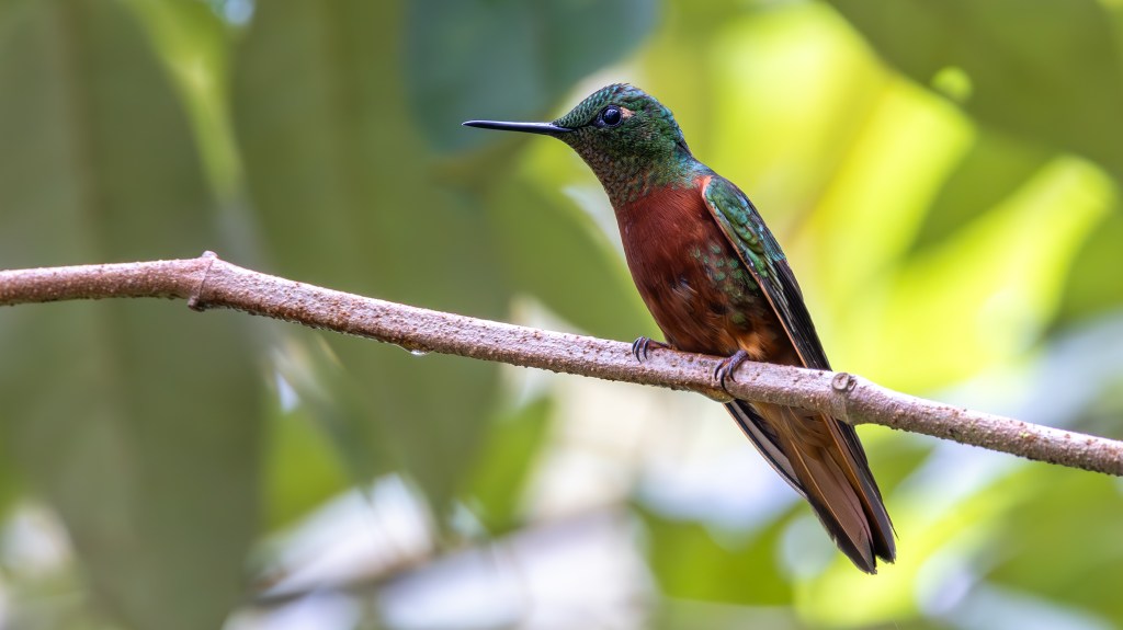 A colorful hummingbird perched on a branch with a blurred green background.