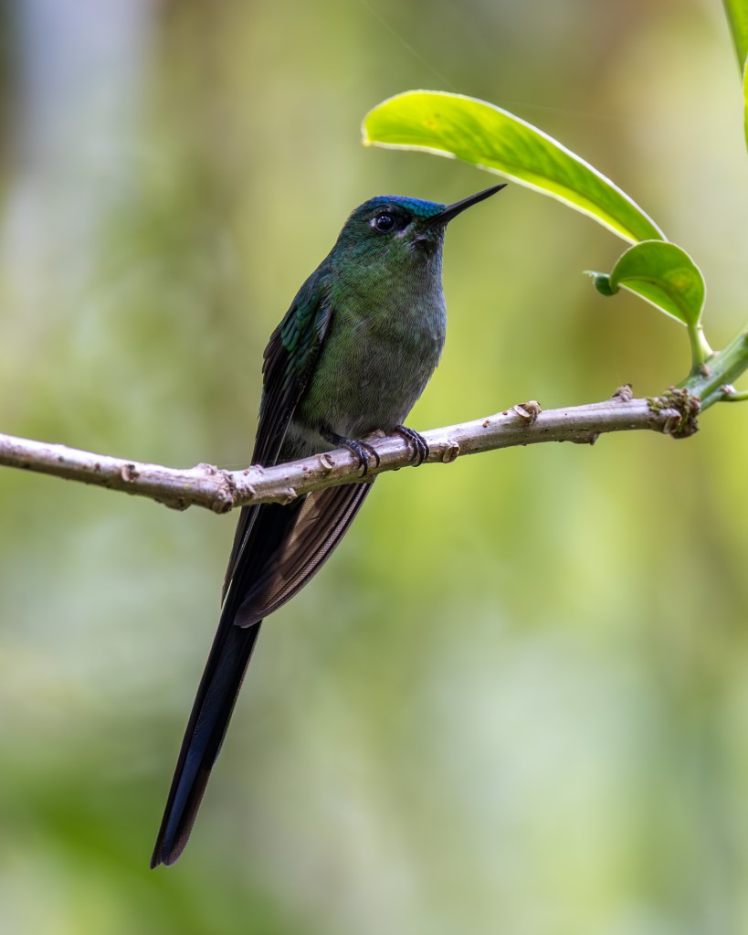 A close-up of a hummingbird perched on a branch, featuring iridescent green feathers and a striking blue head, with a blurred green background.