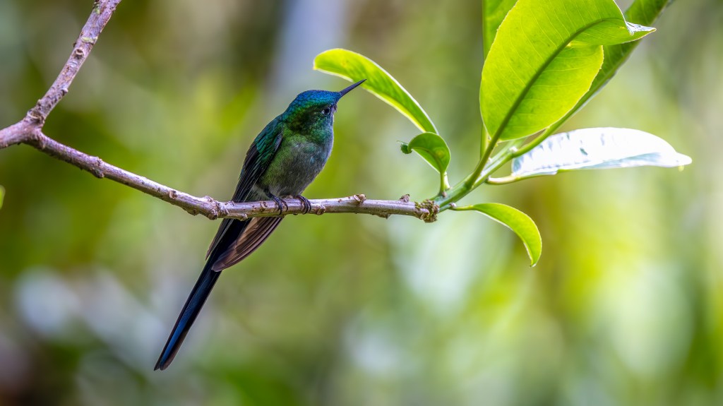 A vibrant hummingbird perched on a branch surrounded by green leaves, set against a blurred natural background.