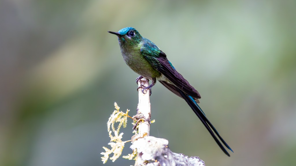 A colorful hummingbird perched on a branch, showcasing vibrant green and blue plumage against a blurred background.