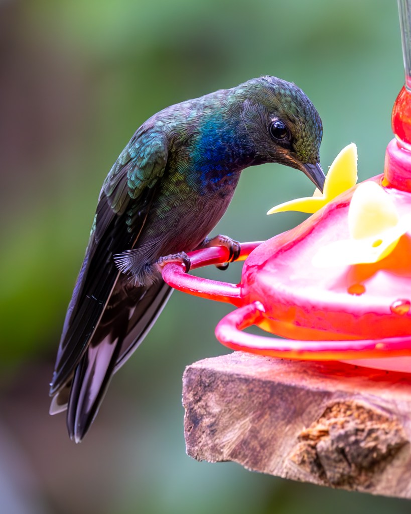 A close-up of a hummingbird feeding from a bright red feeder with yellow flowers, showcasing its iridescent green and blue feathers.