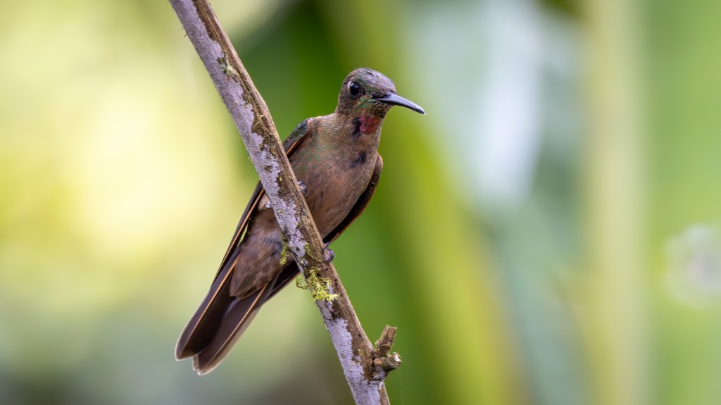 A hummingbird perched on a branch with a blurred green background.