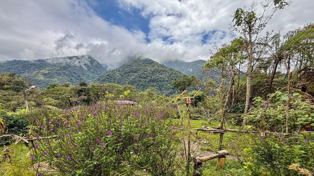 Lush green landscape featuring vibrant purple flowers in the foreground, with mountains and clouds in the background.