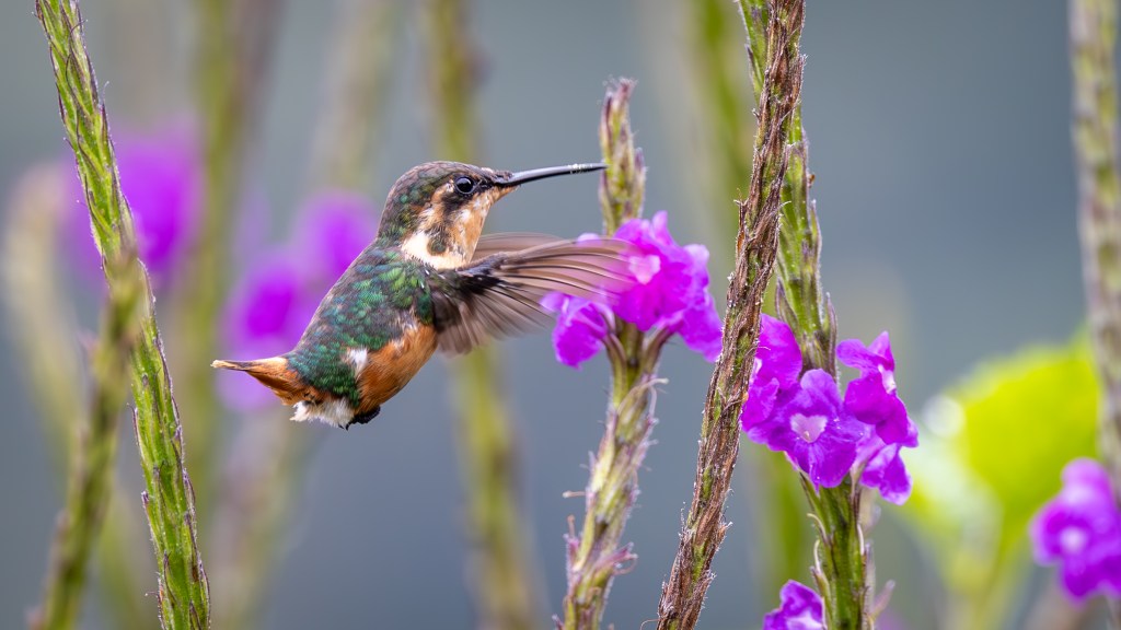 A hummingbird hovering near vibrant purple flowers with blurred foliage in the background.