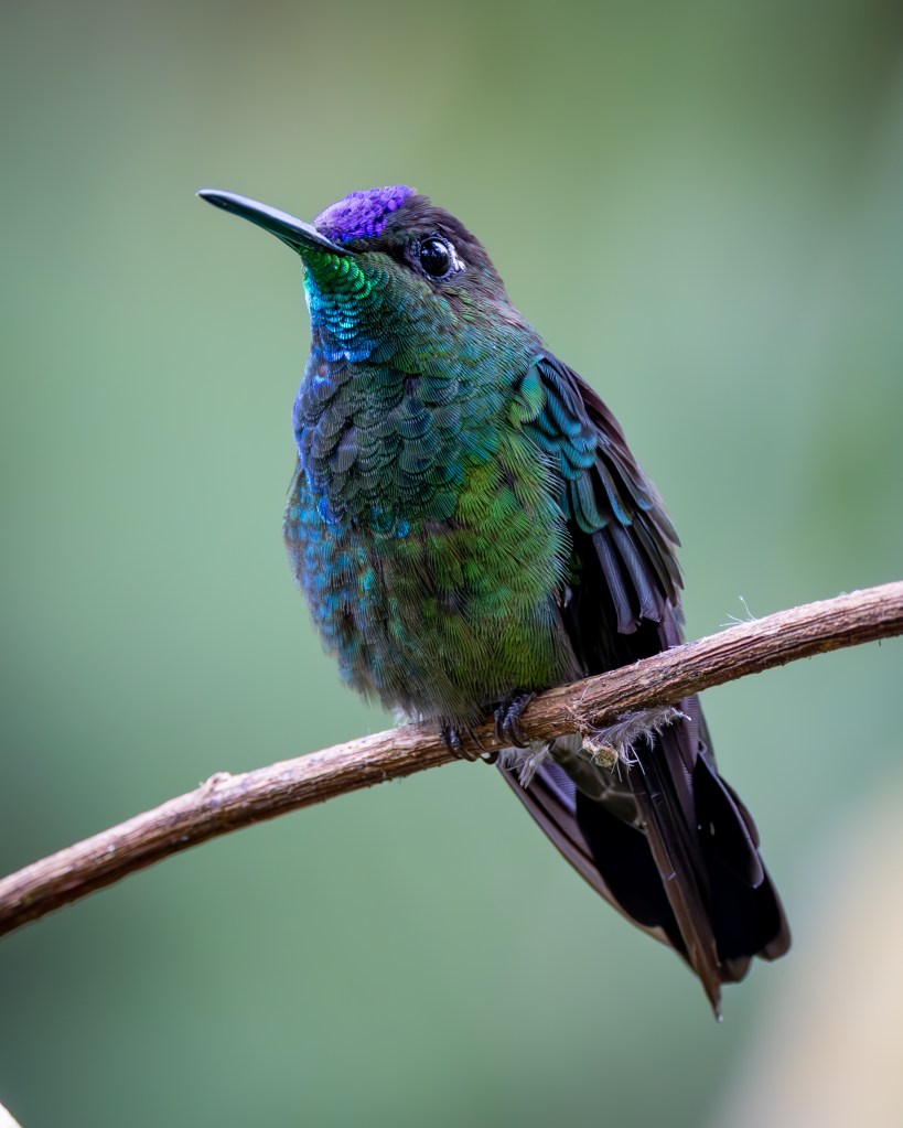 A close-up of a colorful hummingbird perched on a branch, showcasing its vibrant green and purple feathers against a blurred green background.
