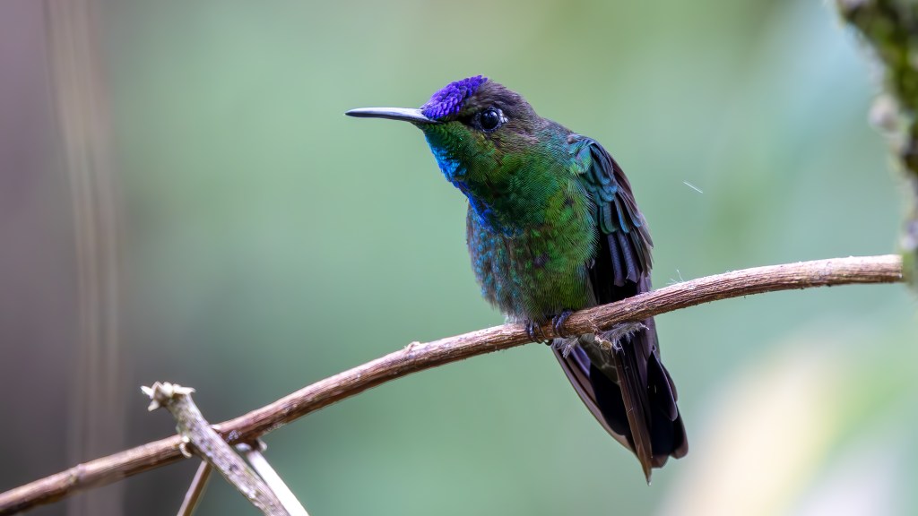 A colorful hummingbird perched on a twig, showcasing iridescent green and blue feathers.