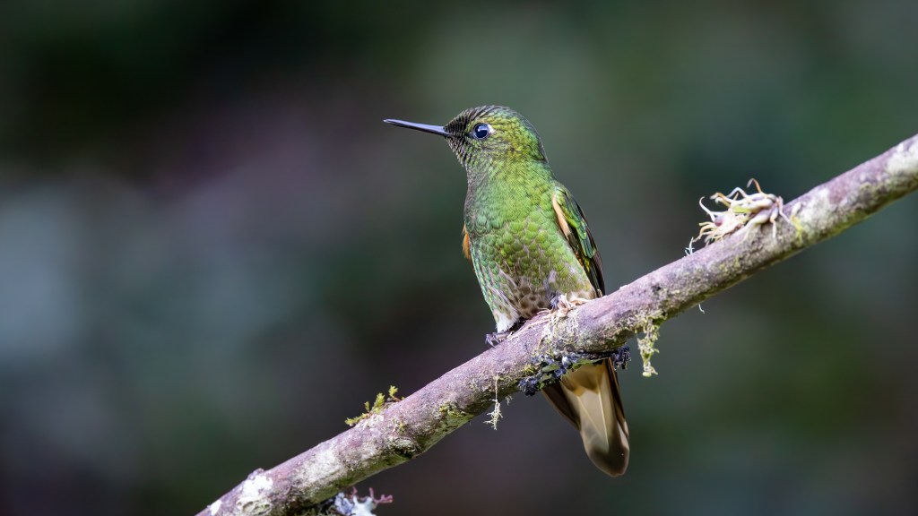 A vibrant green hummingbird perched on a branch, showcasing its iridescent plumage against a blurred natural background.