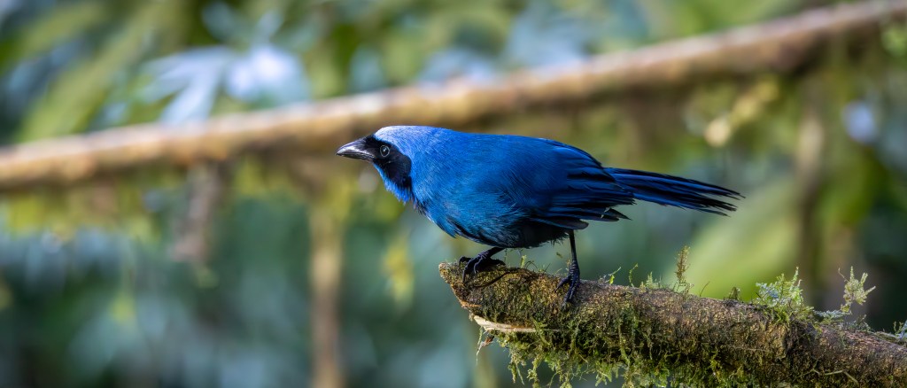 A vibrant blue bird perched on a moss-covered branch in a natural setting.