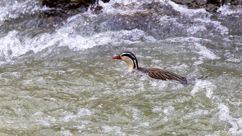 A duck swimming in turbulent water, with visible splashes around it.