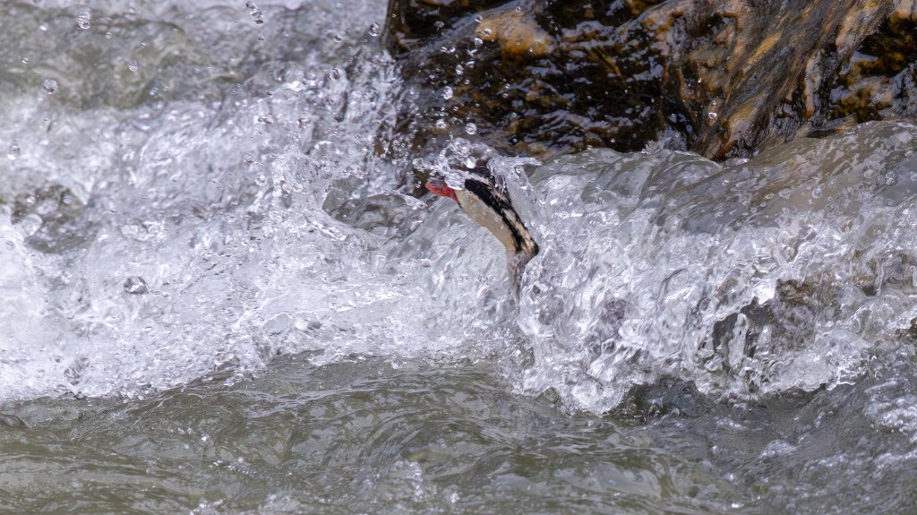 A fish leaping out of turbulent water, with splashes surrounding it and rocks in the background.