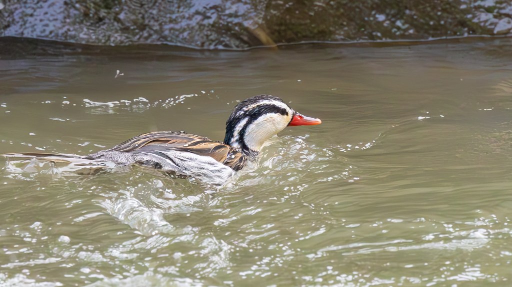 A duck with a distinctive black and white head and a red bill swimming in a serene body of water.