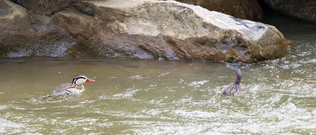 Two ducks swimming in a river near a rocky shoreline.