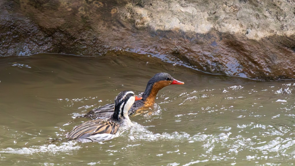 A pair of waterfowl swimming in a shallow stream; one bird has a brown body with a red beak, while the other has a striped head and a patterned wing.