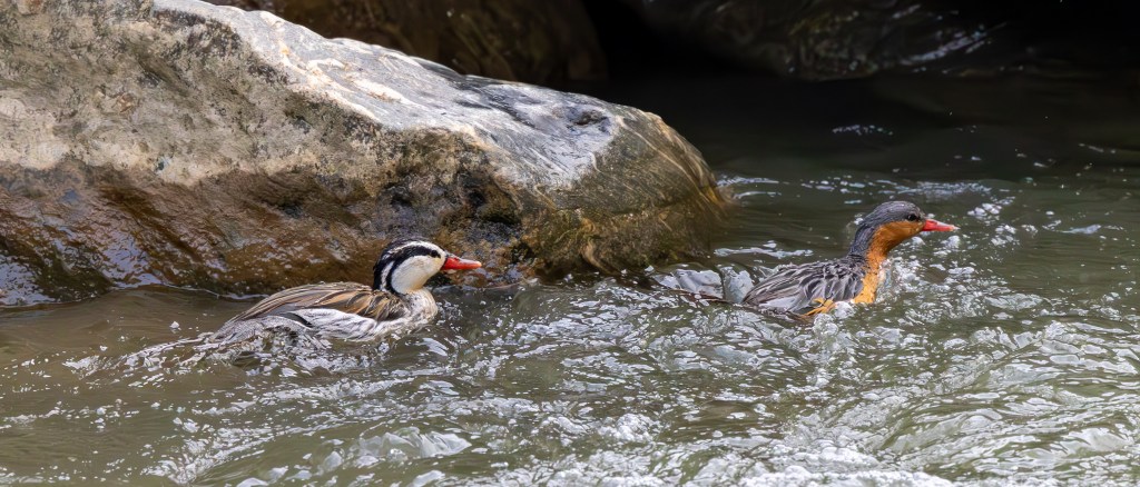 Two ducks swimming in a river, one with a distinctive red bill and the other with a more muted color pattern, surrounded by rippling water and a rocky shoreline.