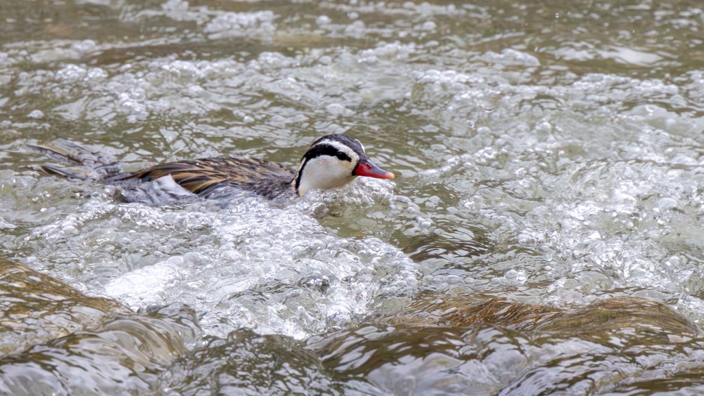 A duck swimming in a bubbling stream, showcasing its vibrant plumage against the shimmering water.