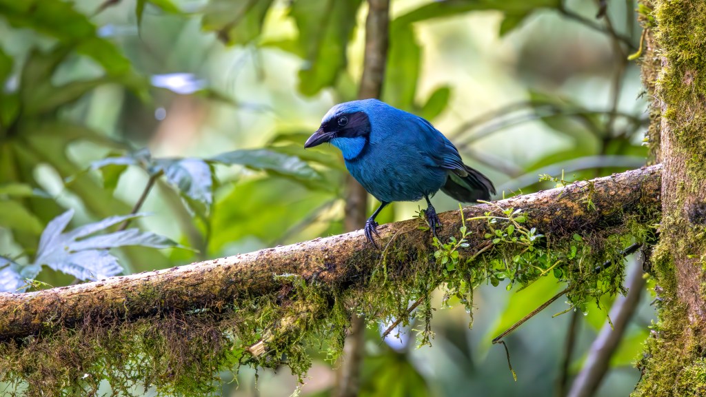 A vibrant blue bird perched on a moss-covered branch amidst lush green foliage in a tropical environment.