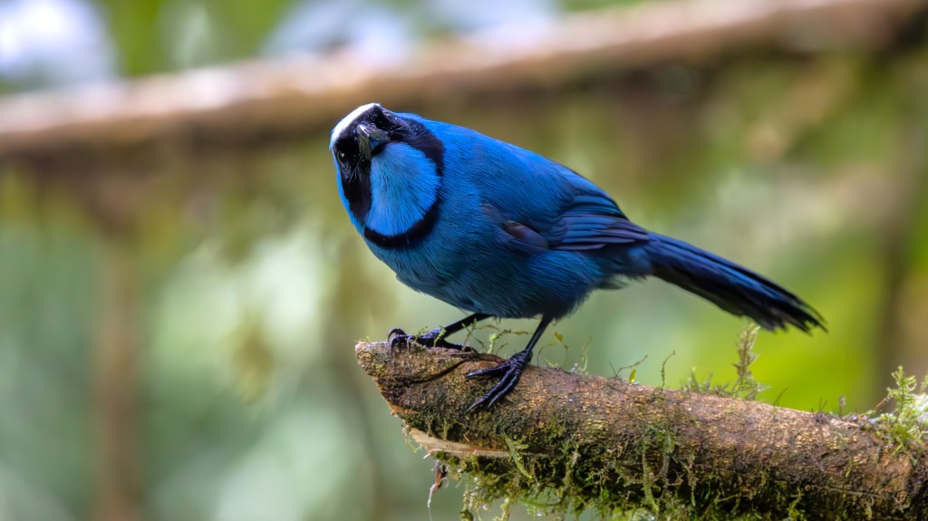 A vibrant blue bird perched on a moss-covered branch, looking curiously at the camera with a blurred green background.