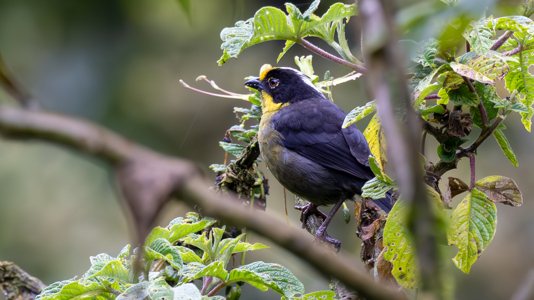 EB50 – Called From the Mist: Gray‑breasted Mountain‑Toucan at Guango ...