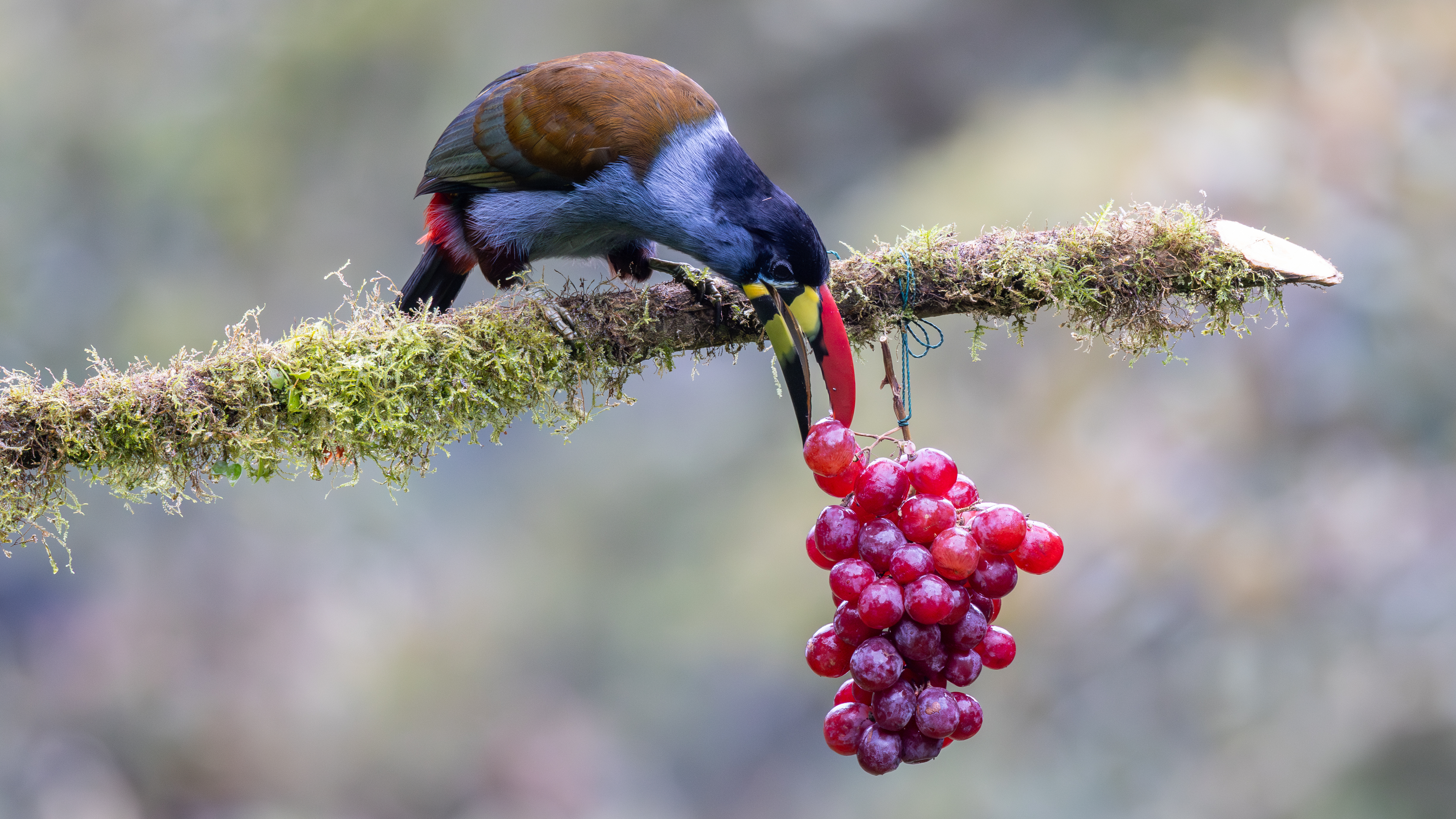 EB50 – Called From the Mist: Gray‑breasted Mountain‑Toucan at Guango ...