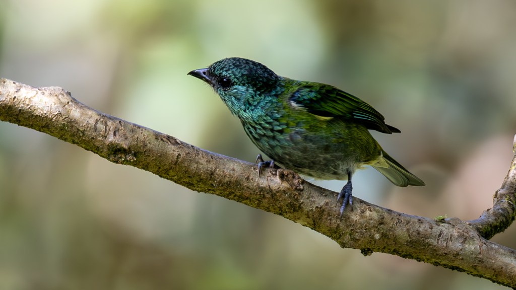 A small, vibrant green bird perched on a branch, showcasing iridescent feathers and a curious expression.