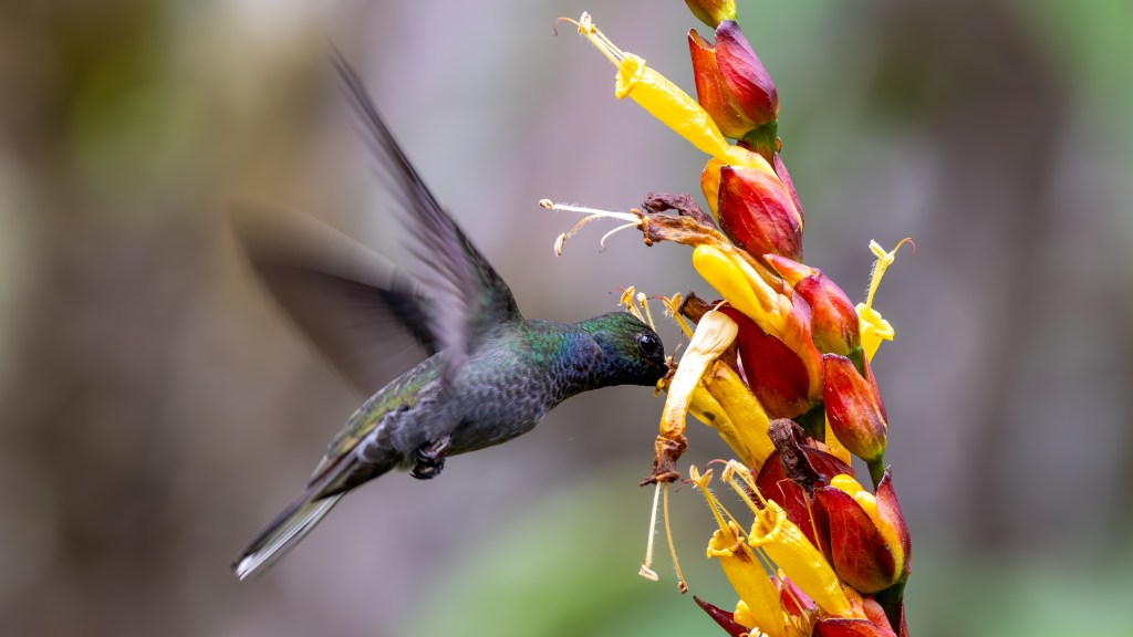 A hummingbird hovering near a vibrant flower with red and yellow petals.