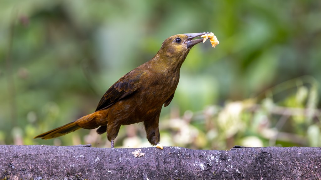 A brown bird holding a piece of food in its beak while perched on a log, with a blurred green background.