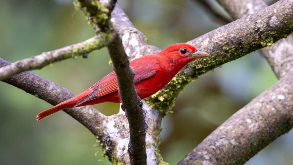 A vibrant red bird perched on a tree branch in a natural setting.