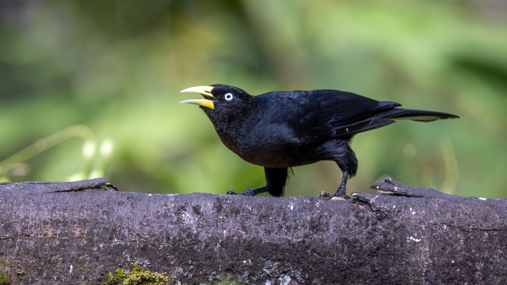 A black bird with yellow-tipped beak and blue eyes perched on a log, calling out in a natural setting.