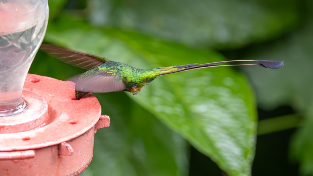 A colorful hummingbird hovering near a red feeder, with its wings in motion and a blurred background of green leaves.