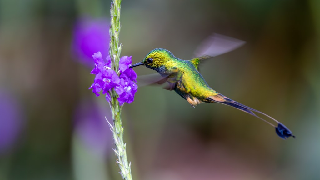 A green hummingbird hovering near a purple flower, with its beak extended to feed.