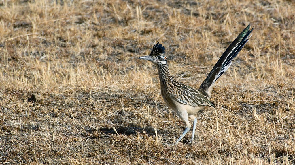 A roadrunner bird standing in a dry, grassy area, showcasing its distinctive feathers and long tail.