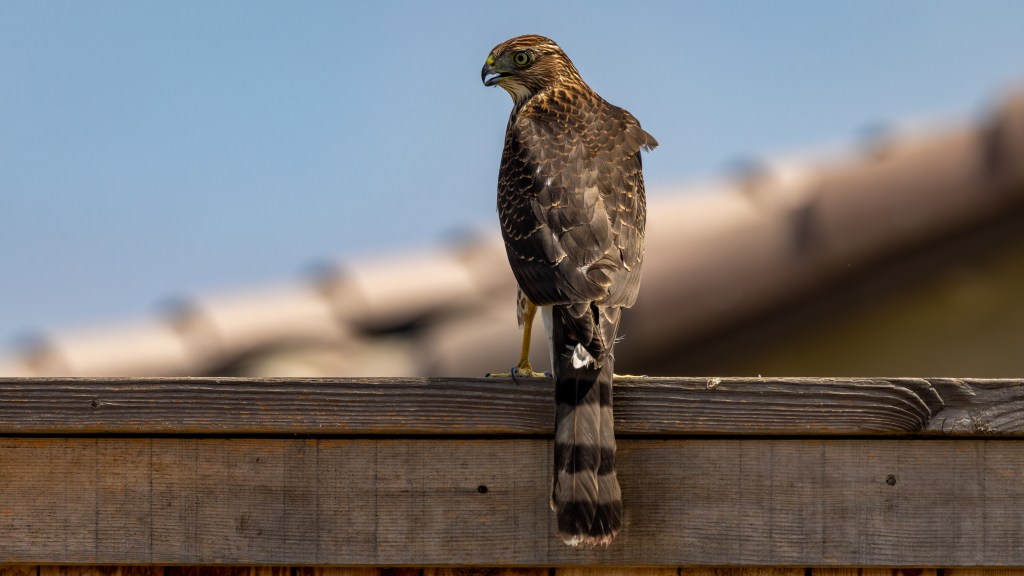 A hawk perched on a wooden fence, with its back turned, against a clear blue sky.