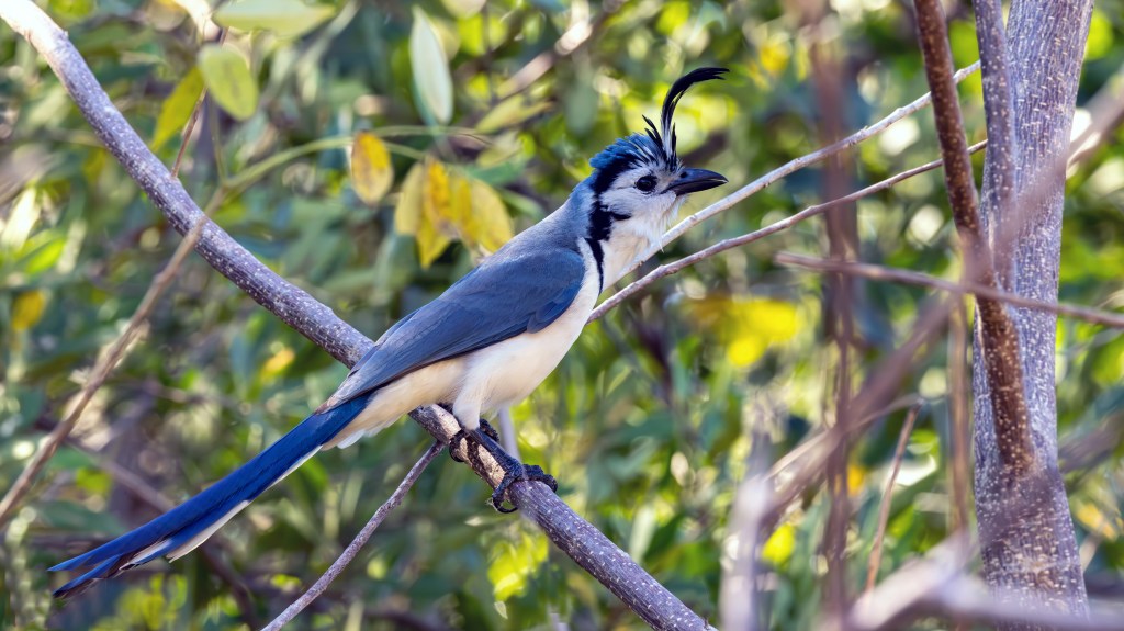 A colorful bird perched on a branch, displaying blue wings, a white belly, and a distinctive crest on its head, surrounded by green foliage.