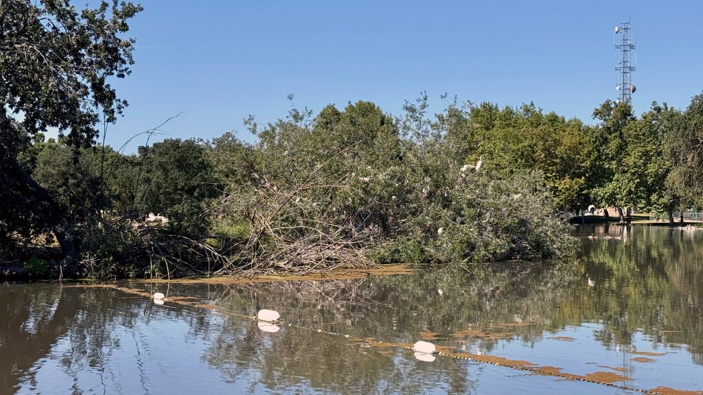 A view of a flooded area with trees and bushes in the water, reflecting the blue sky. A telecommunications tower is visible in the background, alongside a chain with buoys in the foreground.