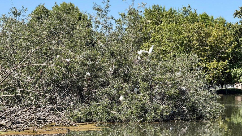 A dense cluster of trees and shrubs near a body of water, with several white birds perched on the branches.