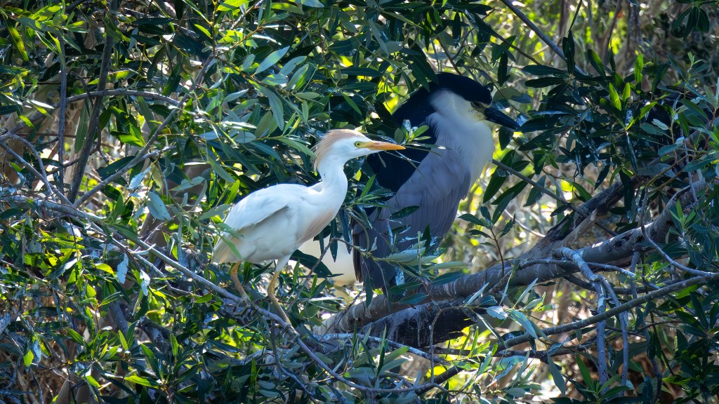 A white bird standing on a branch next to a black-crowned bird, both surrounded by green foliage.