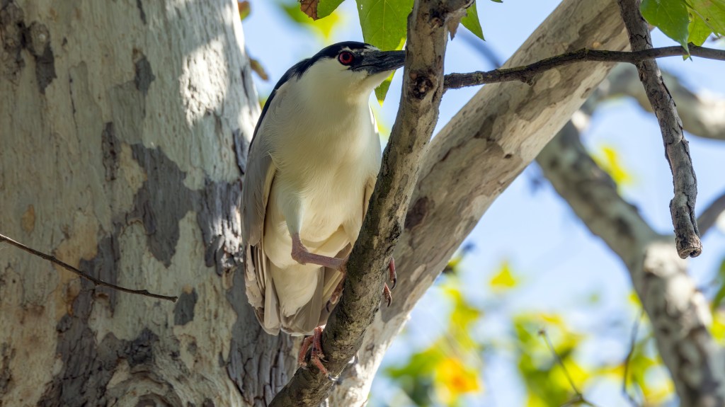 A close-up of a bird with a black cap and red eyes perched on a branch of a tree surrounded by green leaves.