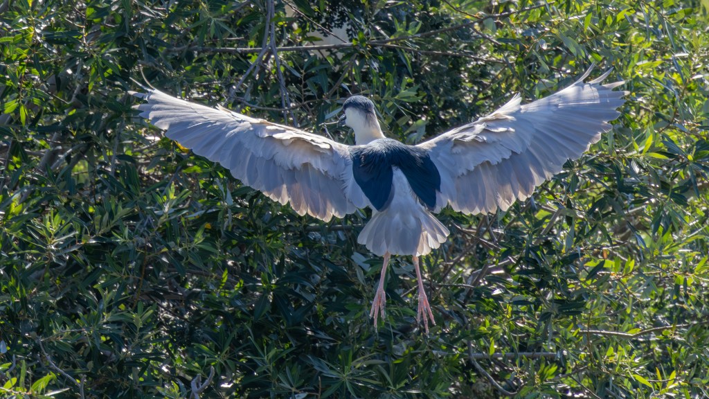 A bird with outstretched wings perched among leafy green trees.