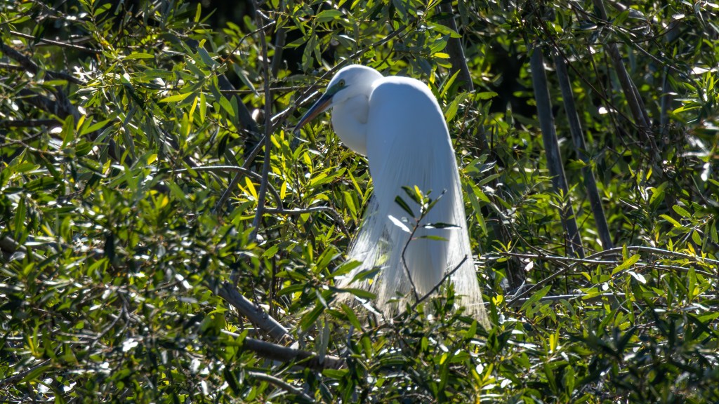 A majestic white egret standing amidst lush green foliage, highlighting its elegant feathers and long neck.